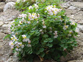 Sarcocapnos saetabensis